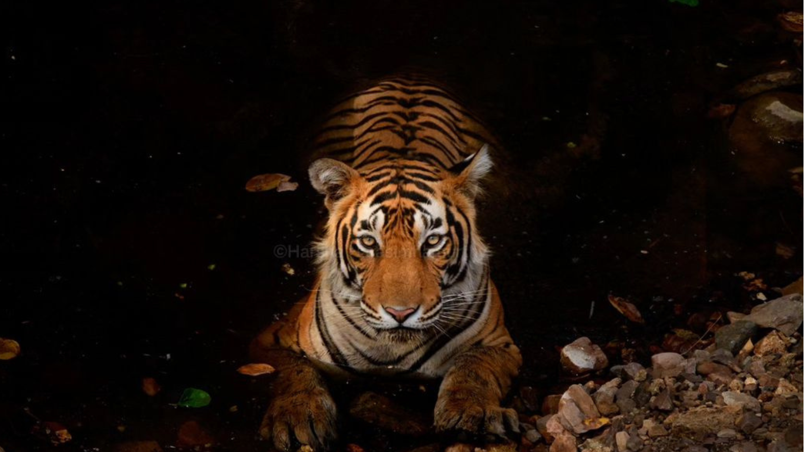 ranthambore tiger safari